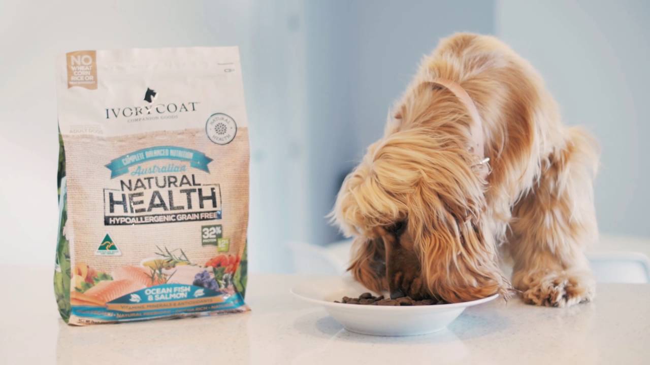 ivory coat hypoallergenic