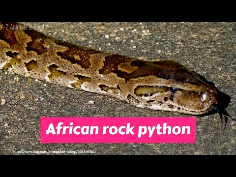 African rock python (Python sebae)