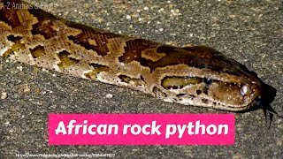 African rock python (Python sebae)