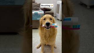 Scout brushed his teeth. 🪥 #goldenretriever #dog #shorts @miniscoutdog