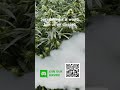 Scan and join our server.