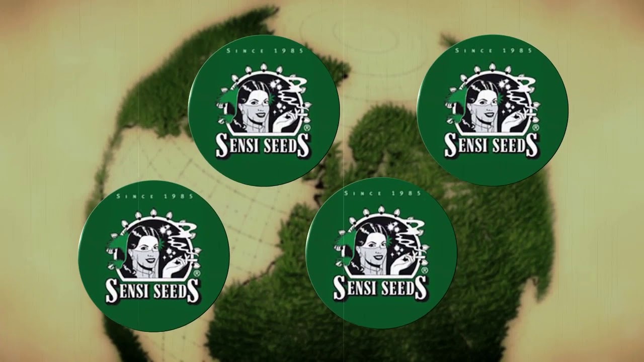 BIGVANG CREATIVA - PROD. SINTONIA UNDERGROW TV "INFOMARÍA"