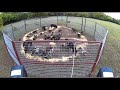 Texas hog bait best gate drop on youtube feral hogs go crazy