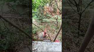 Kicked Out So He Found a Secret Tunnel #shorts #funny #prank