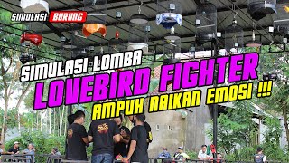 Simulasi Lomba Lovebird Fighter Terbaru Ampuh Naikan Emosi
