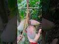 100% original Thai All variety mango plants available Contact -8597921046 #nature #farming