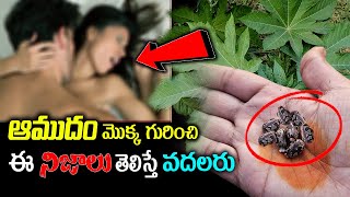 ఆముదం చెట్టు గురించి తెలుసా మీకు.||Castor Tree Leaves Benefits castoroilbenefits healthtips