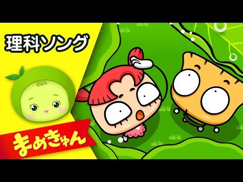 こうごうせいのうた | 理科ソング | 理科の歌 | まめきゅん MAMEKYUNN
