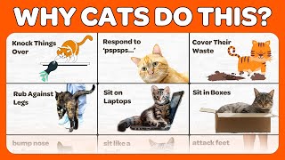 25 Things Cats Do and The Reasons Behind Them 😄