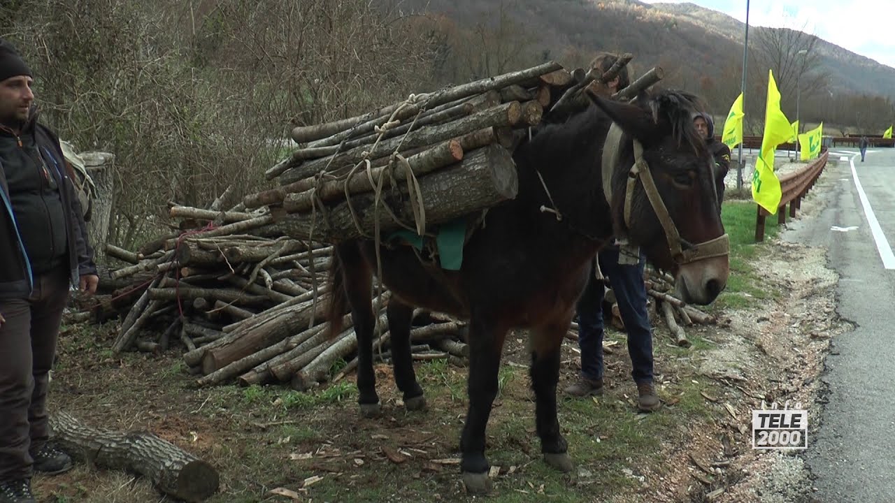 Cantiano, la raccolta della legna dai fiumi con l'utilizzo dei muli