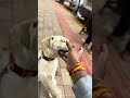 Dog #dog #labrador #fun