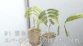 エバーフレッシュの挿し木のその後 発根 定植 Youtube