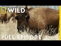 Bring on the Bison and Crane Migration! (Full Episode) | Heartland Docs, DVM