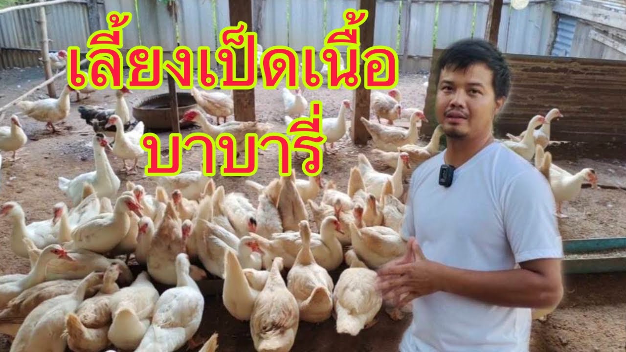 เลี้ยงเป็ดเนื้อ เป็ดบาบารี่