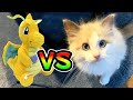 カイリューVSラグドール　生後2ヵ月の子猫