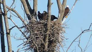 Decorah Eagles Hanging Out on N3 (#3 of 3 videos)