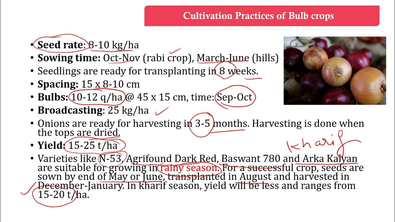 cultivation practices of bulb crops YouTube