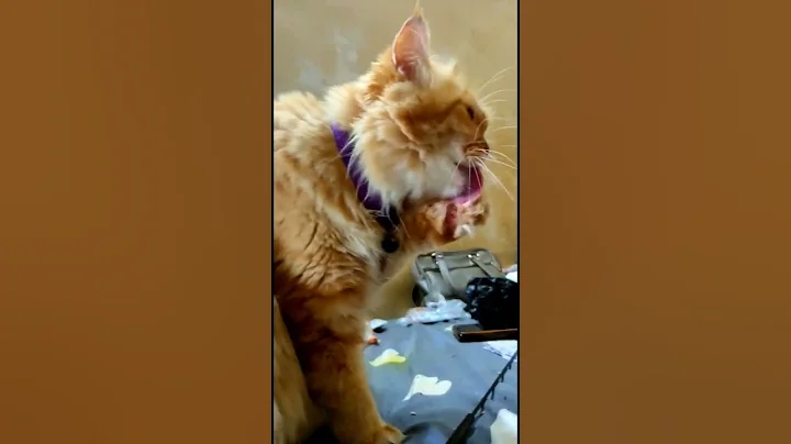 Video 3794821: best funny pets animals, animals pets funny fails, cute cats best funny