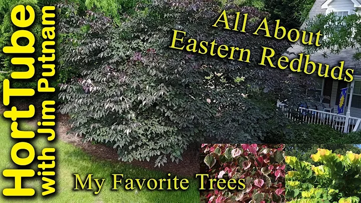 All About Eastern Redbuds - My Favorite Trees - DayDayNews