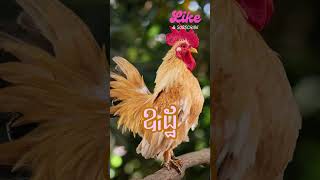 រៀនអានពាក្យ &#39;ឩដ្ឋ&#39; និងបញ្ចេញសម្លេងត្រឹមត្រូវ | រៀនអក្សរខ្មែរ