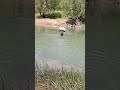 Nomadic life Crossing the river with a heavy load #Nomadic life #village #nomadic #adventure