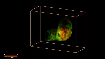 SCAPE Microscopy: Zebrafish Larva Heart Spontaneous beating