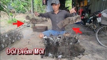 Bữa Nay Đổi Điểm Mới ,Hên Bẫy Trúng Mánh Chuột Dừa Khu Này | NI NGUYỄN TV #913