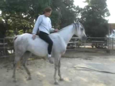 Stacy & Arabian Horse "KH Matlock"