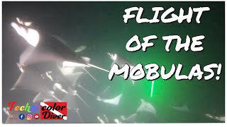 Flight of the Mobula Rays Night Dive Sea of Cortez