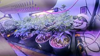 The Green Devil's lettuce part 2
