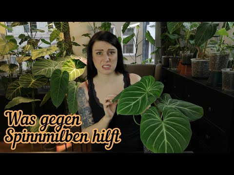 Video: Welche Pflanzen mögen Spinnmilben?