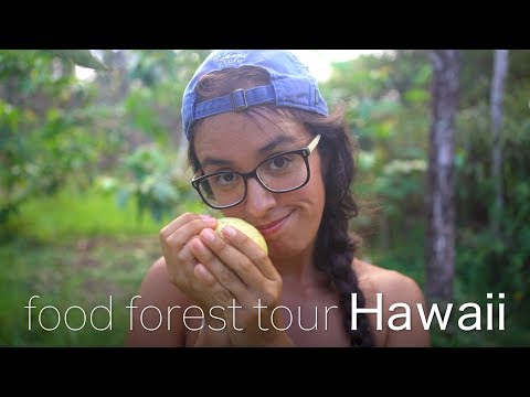 Tour of our Permaculture Food Forest Orchard 2019 🌳Part 2