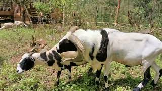 Breeding Domba Garut || Persentase Hamil Sangat Tinggi