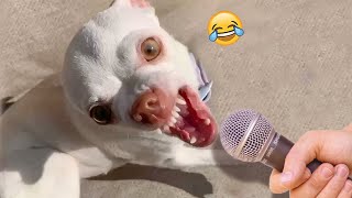 Newest Funny Cat and Dog Videos 2024 🐱🐶 PT.30 | Pet's Life by Pet's Life 3,299 views 1 month ago 21 minutes