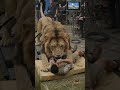 🎬 How Hollywood Creates a Lion Attack | Behind the Scenes 🦁