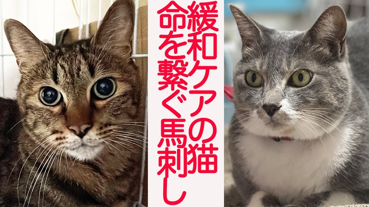 お姫様猫と病の次男坊猫、命を支えた魂の馬刺し The essence of my