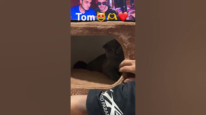 Video 10455301: scottishfold cats catlover, cat scottishfold funny animals, cat scottishfold funny cute, cat cute tom, cats playing funny animals