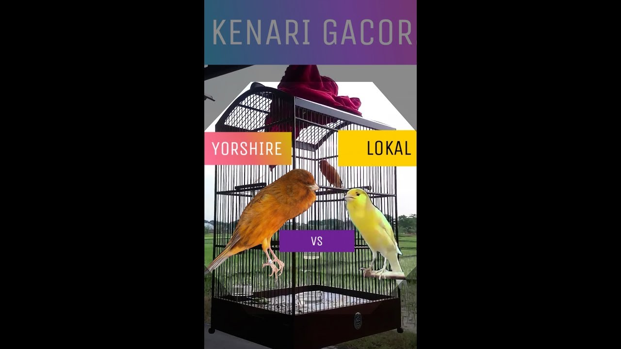 Membedah Keunggulan Kenari Yorkshire Vs Kenari Lokal: Mana yang Lebih Ideal untuk Anda? Membedah Keunggulan Kenari Yorkshire Vs Kenari Lokal: Mana yang Lebih Ideal untuk Anda?