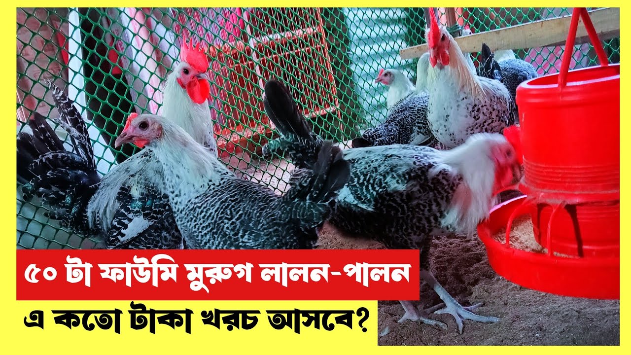 ৫০ টা ফাউমি মুরগি লালন-পালন এ,কতো টাকা খরচ আসবে?আপনি কি ছোট্ট করে ফাউমি মুরুগ এর খামার করতে চান..