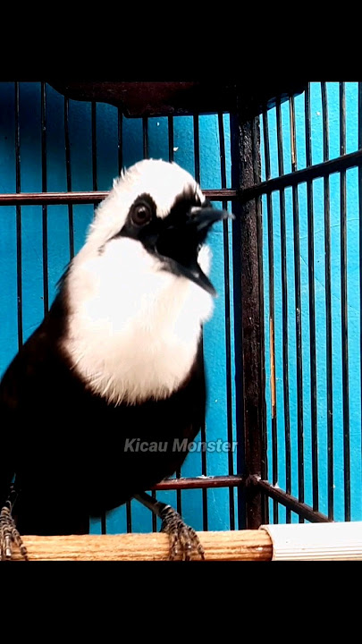 poksay jambul gacor #kicaumonster #birds #kicaumania