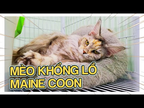 Video Mèo Khổng Lồ Maine Coon Có Gì Hấp Dẫn Mà Các Sen Sẵn... - youtube