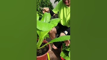 Cải ngồng nhà Tớ#nhatrangsadec #trongrausanthuong #thuytrangsadec