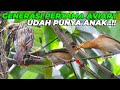 WOWW..!! BURUNG GENERASI PERTAMA AVIARY INI KINI UDAH PUNYA ANAK..!!