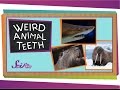 Weird Animal Teeth