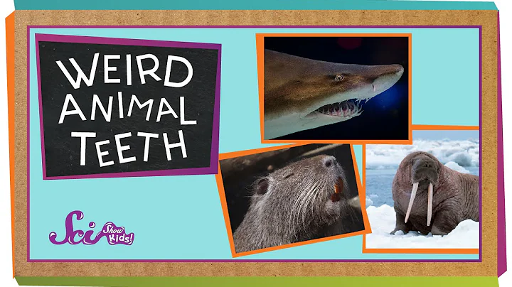 Weird Animal Teeth