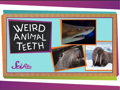 Weird Animal Teeth