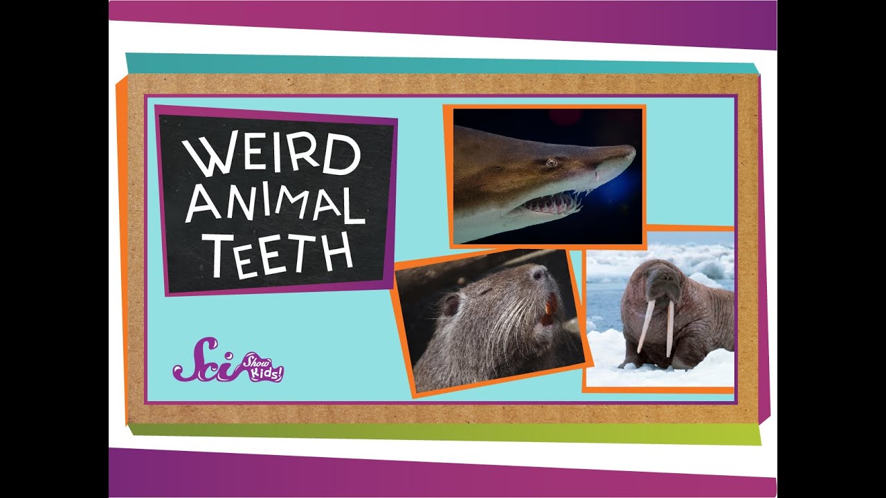 Weird Animal Teeth - YouTube