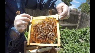 Beehive Tour - Mini Urban Beehive (MUB)