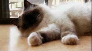 Cats 101: Birman