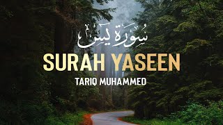 Surah Yaseen |Qari Tariq Muhammed             سوره یس| القاری طارق محمد